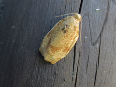 Choristoneura longicellana