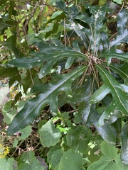 Stenocarpus sinuatus