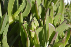 Carpobrotus edulis