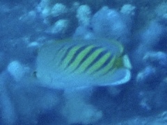 Chaetodon pelewensis