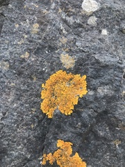 Xanthoria