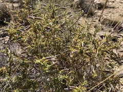 Melolobium candicans