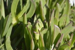 Carpobrotus edulis