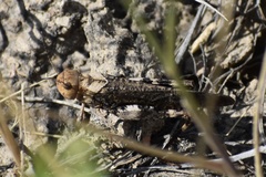 Arphia pseudonietana