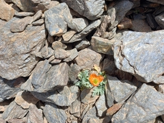 Papaver lapeyrousianum