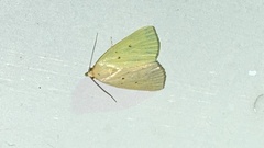 Marimatha nigrofimbria