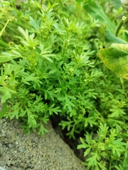 Lepidium didymum