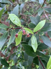 Pittosporum cornifolium