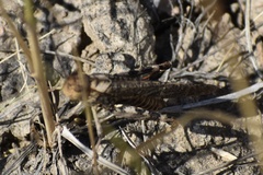 Arphia pseudonietana