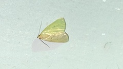Marimatha nigrofimbria
