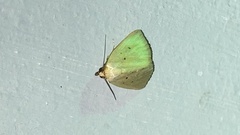 Marimatha nigrofimbria