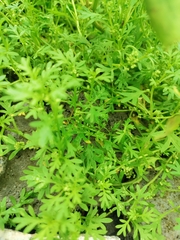 Lepidium didymum
