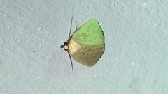 Marimatha nigrofimbria