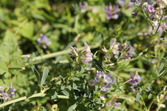 Medicago sativa