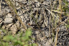 Arphia pseudonietana