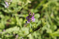 Medicago sativa
