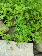 Lepidium didymum