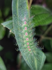 Tanaecia iapis puseda