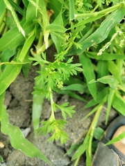 Lepidium didymum