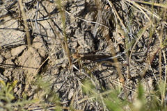 Arphia pseudonietana