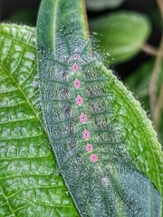 Tanaecia iapis puseda