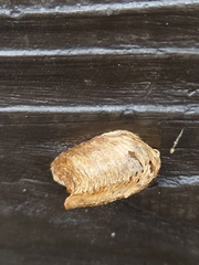 Hierodula patellifera