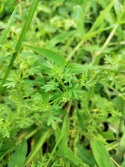 Lepidium didymum