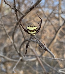 Argiope aetherea