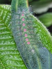 Tanaecia iapis puseda