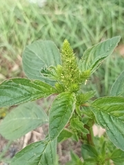 Amaranthus powellii