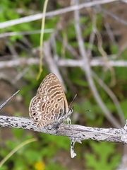 Leptotes trigemmatus