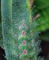 Tanaecia iapis puseda