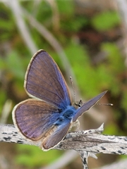 Leptotes trigemmatus