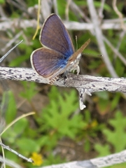 Leptotes trigemmatus