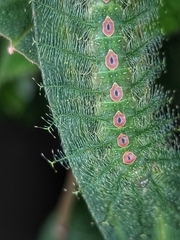 Tanaecia iapis puseda