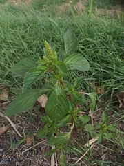 Amaranthus powellii