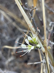 Combretum mossambicense
