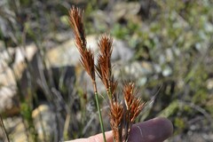 Thamnochortus lucens