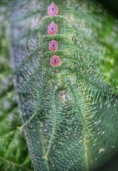 Tanaecia iapis puseda
