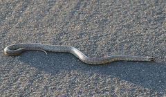 Zamenis scalaris