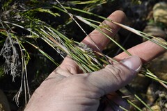 Thamnochortus lucens