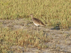 Tringa semipalmata semipalmata