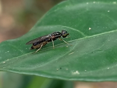 Stratiomyidae