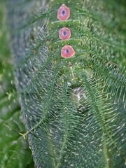 Tanaecia iapis puseda