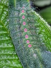 Tanaecia iapis puseda