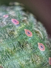 Tanaecia iapis puseda