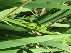 Euthystira brachyptera
