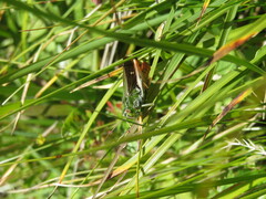 Stenobothrus rubicundulus