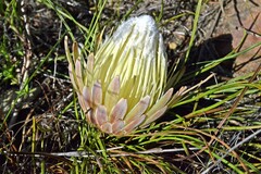 Protea scorzonerifolia