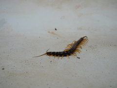 Scolopendra
